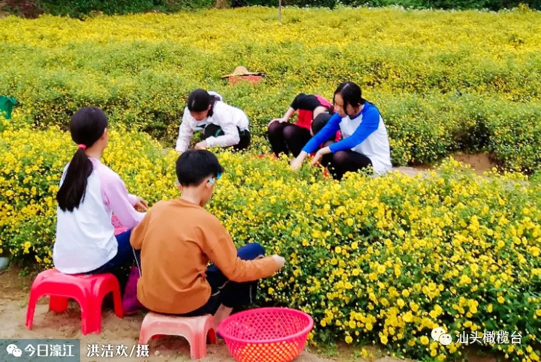 汕头濠江东湖菊花迎来花季 打造“东湖菊花”特色品牌