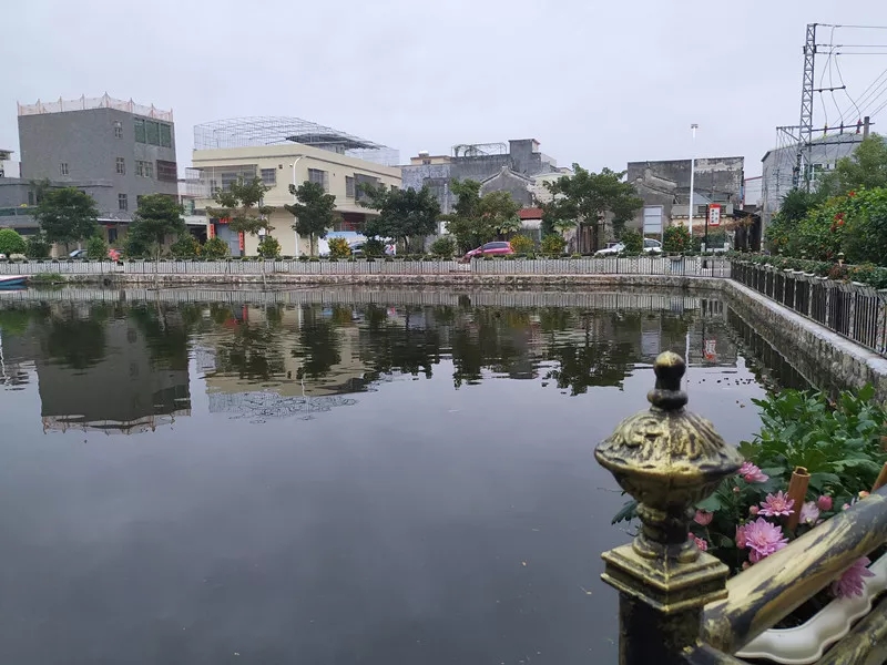 澄海菊池村，古时因花而得名，如今又因名而遍栽菊花。