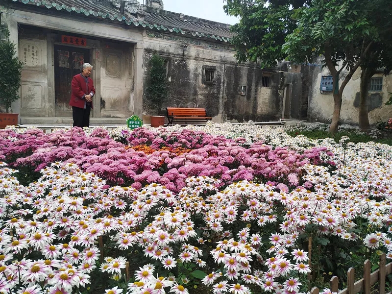 澄海菊池村，古时因花而得名，如今又因名而遍栽菊花。